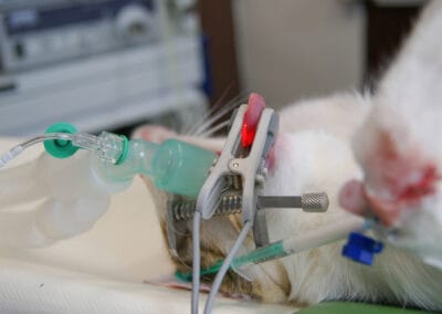 Kastration Katze ist intubiert, das Pulsoxymeter und Infusion sind angeschlossen