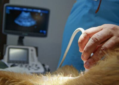 Ultraschalluntersuchung vor der endoskopischen Kastration LOVE