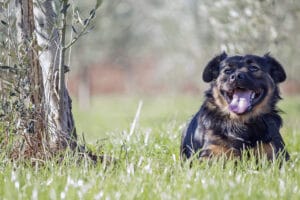 Hund auf einer Wiese