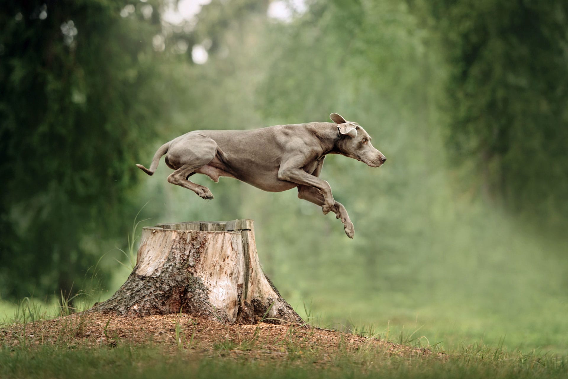 Hund setzt zum Sprung an und springt über einen Baumstumpf