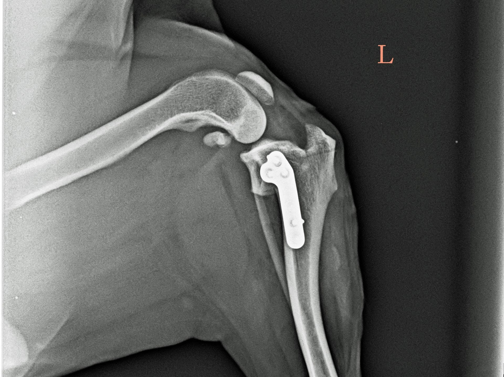 Kreuzbandriss Das Röntgenbild des linken Kniegelenkes eines Hundes mit einem Kreuzbandriss