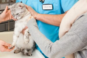 Katze, Kater kastrieren: freundliches Wesen und langes Leben - West