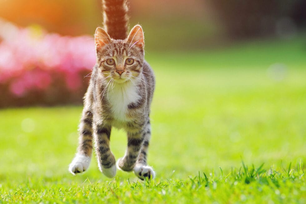 Kreuzbandriss bei Hund und Katze Tierarzt Wien West