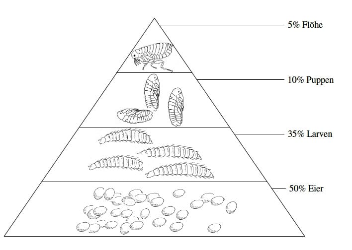 Nur ein kleiner Teil der Flohpopulation lebt am Wirt.