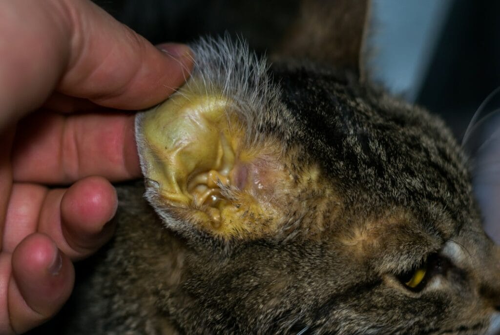 Gelbsucht bei einer Katze. Die Ohrmuschel ist ikterisch.