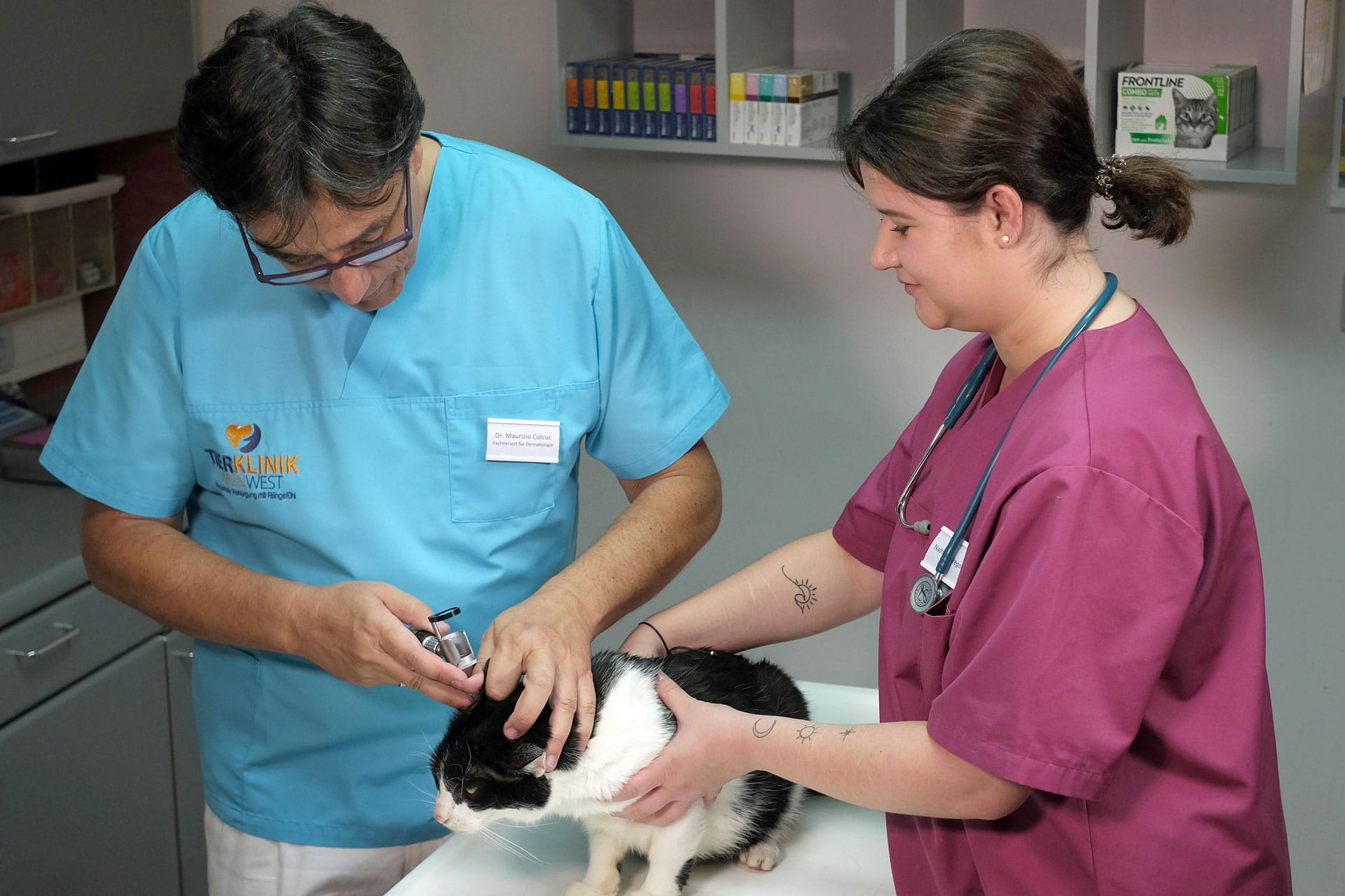 Mit dem Stetoskop wird der Ohrkanal einer Katze untersucht.