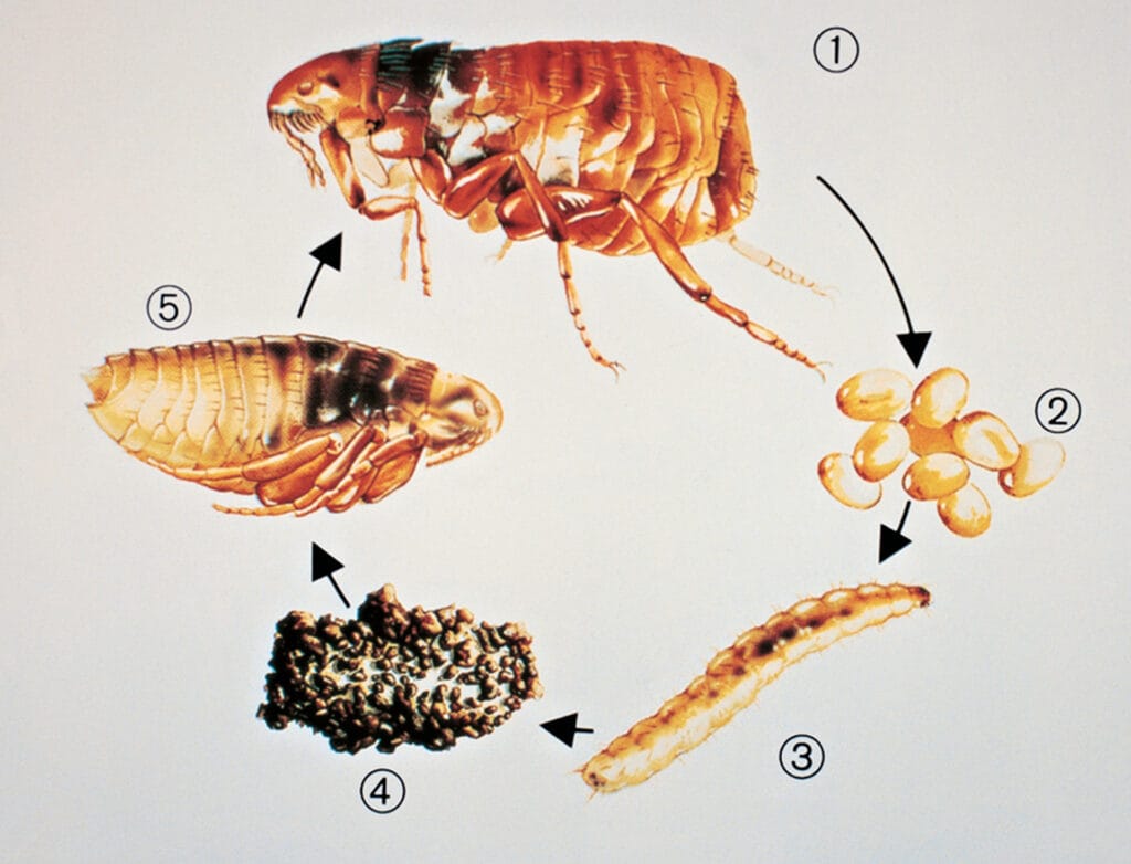 Der Flohzyklus: Imago, Ei, Larve, Puppe