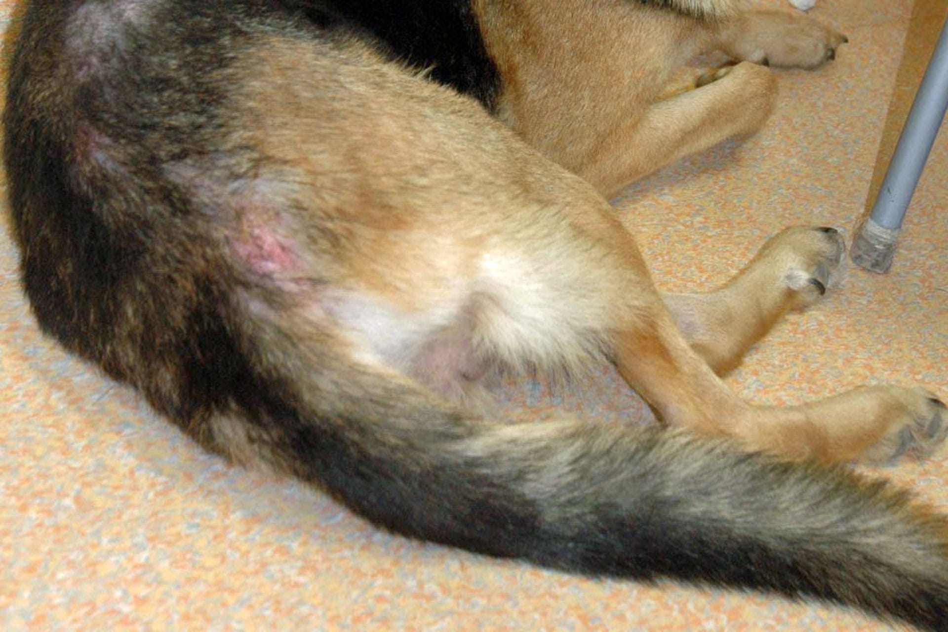 Hautrötung - Erythem und Haarausfall am Rücken eines Hundes. Flöhe sind oft die Ursache.