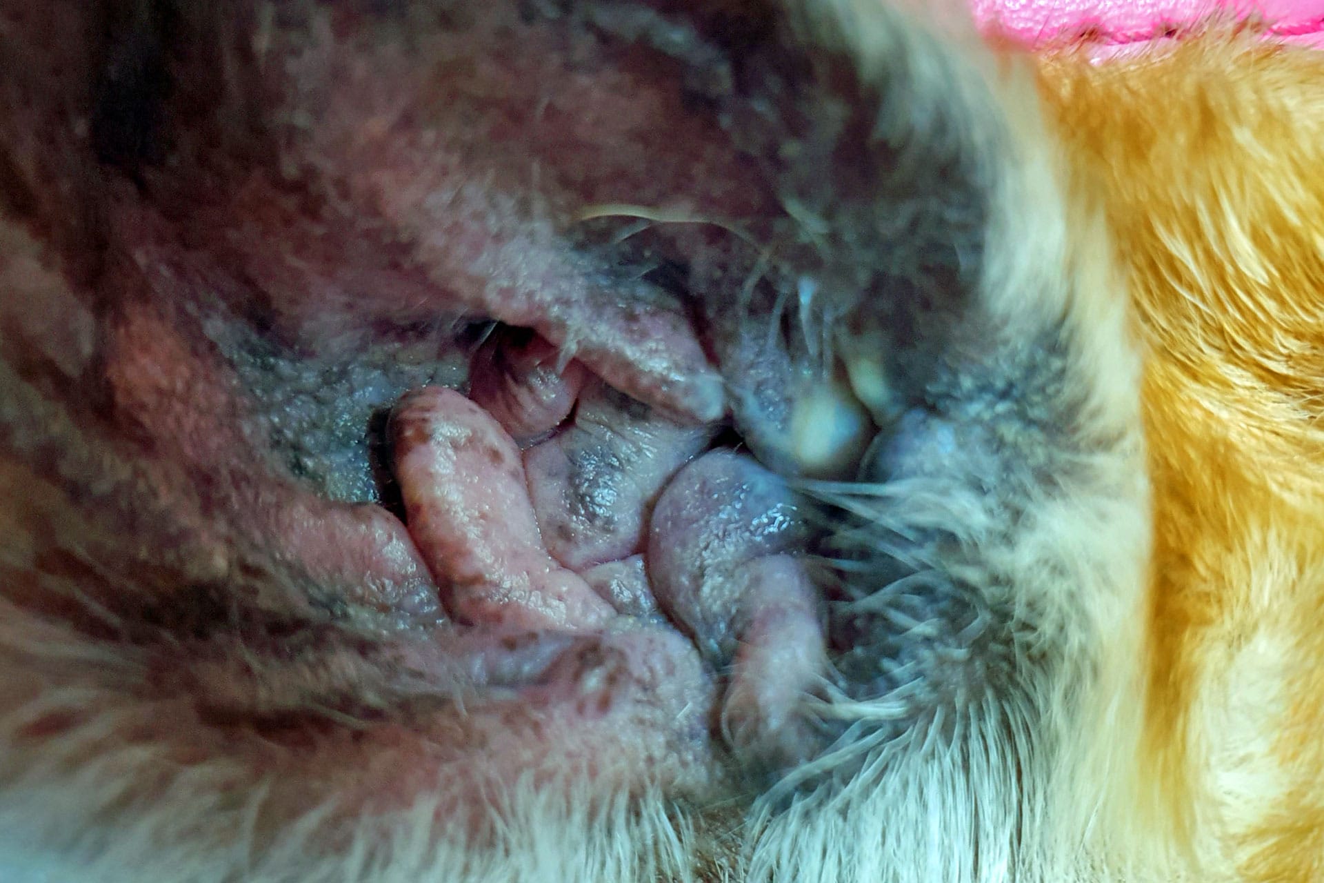 Chronische Ohrenentzündungen beim Hund führen zu Juckreiz, Schmerzen und Eiter. In besonders schweren Fällen, kommt es zu einer Hyperplasie der Haut im Ohrkanal und zum Verschluss des Gehörganges.