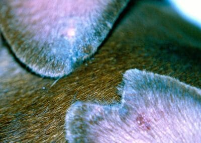 Am Rand der Ohrmuschel sieht man kleine blutige Krusten un eine EinkerbungDie Ohrrandnekrose ist eine seltenes Reaktionsmuster bei Hund. Sie entsteht durch eine Gefäßwandschädigung und ist vermutlich eine Autoimmunerkrankung
