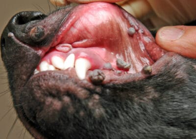 Blumenkohlartigen Wucherungen beim jungen Hund sind eine ansteckende virale Erkrankung.