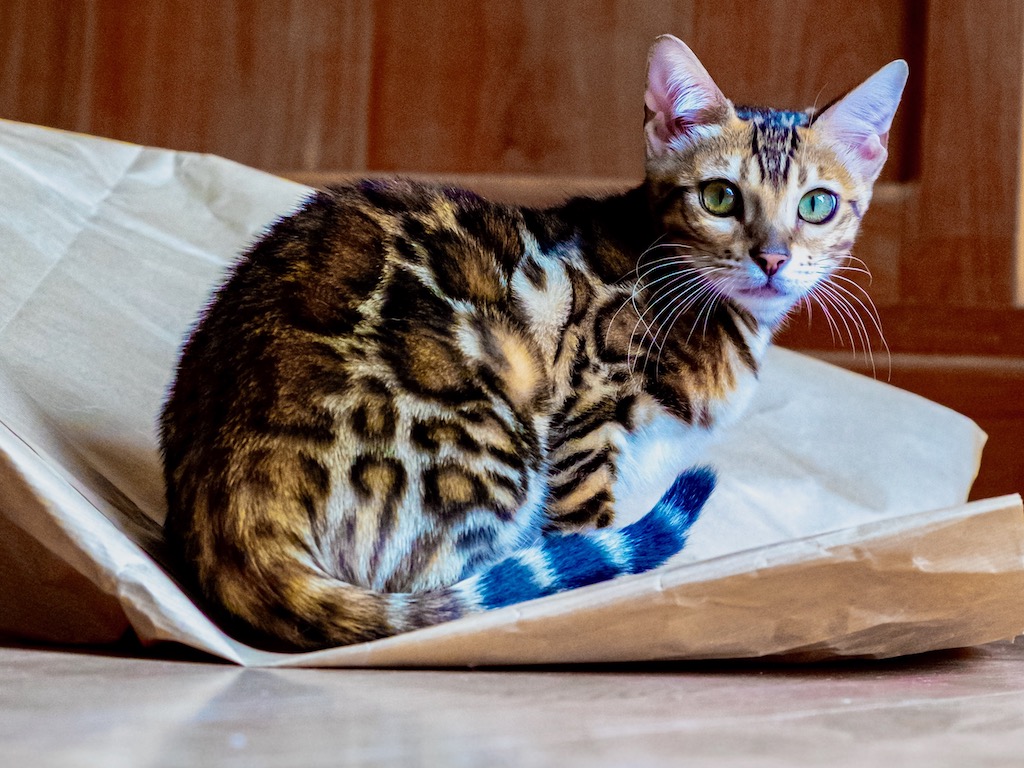 Eine neugierige Katze auf einer Papiertüte