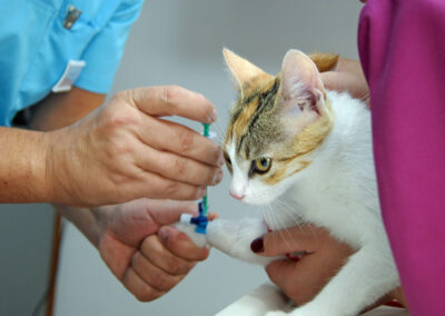 Der Tierarzt verabreicht der Katze das Narkosemittel.